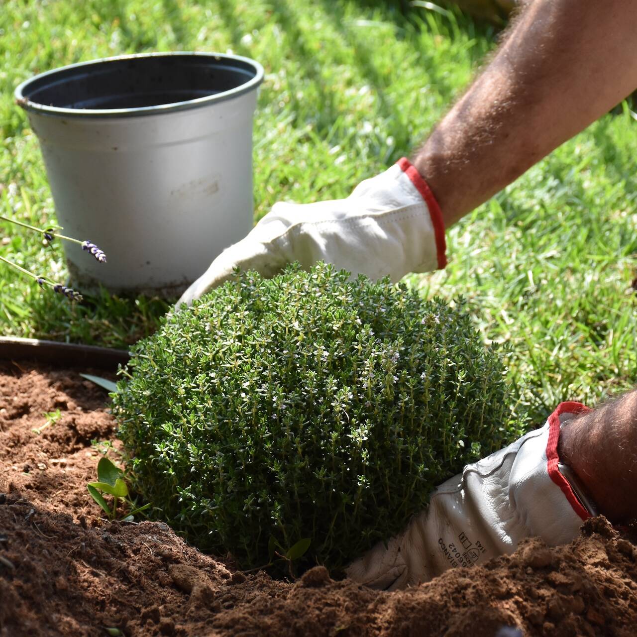 EvolveGarden_Giardinaggio