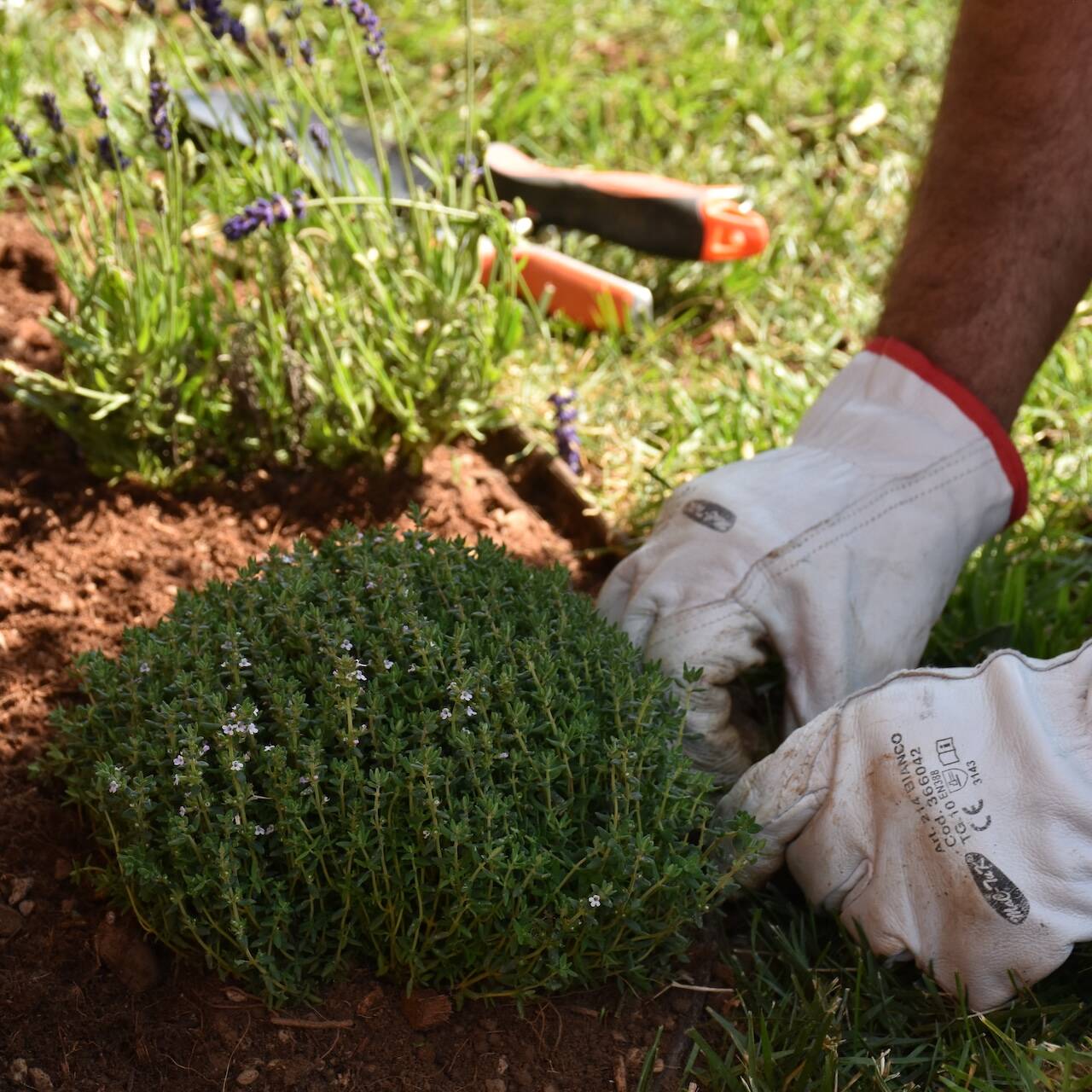 EvolveGarden_Giardinaggio