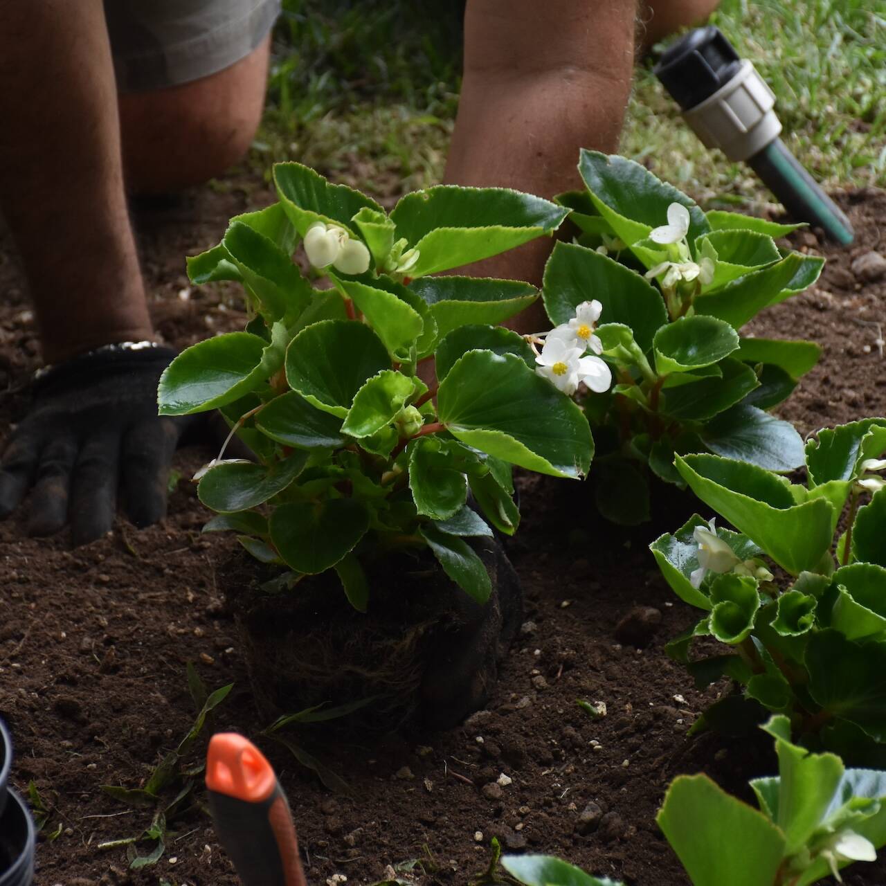 EvolveGarden_Giardinaggio