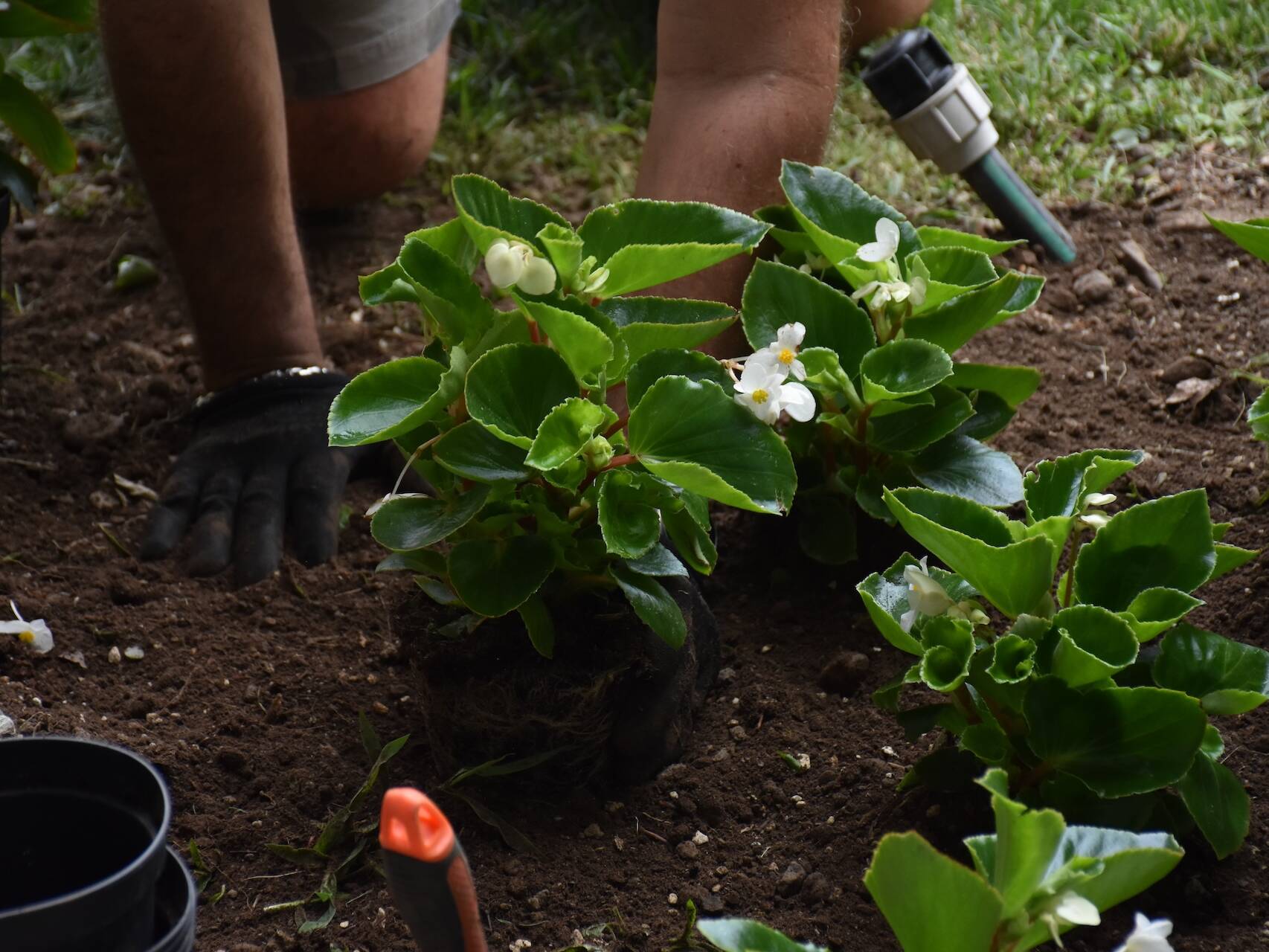 EvolveGarden_Giardinaggio