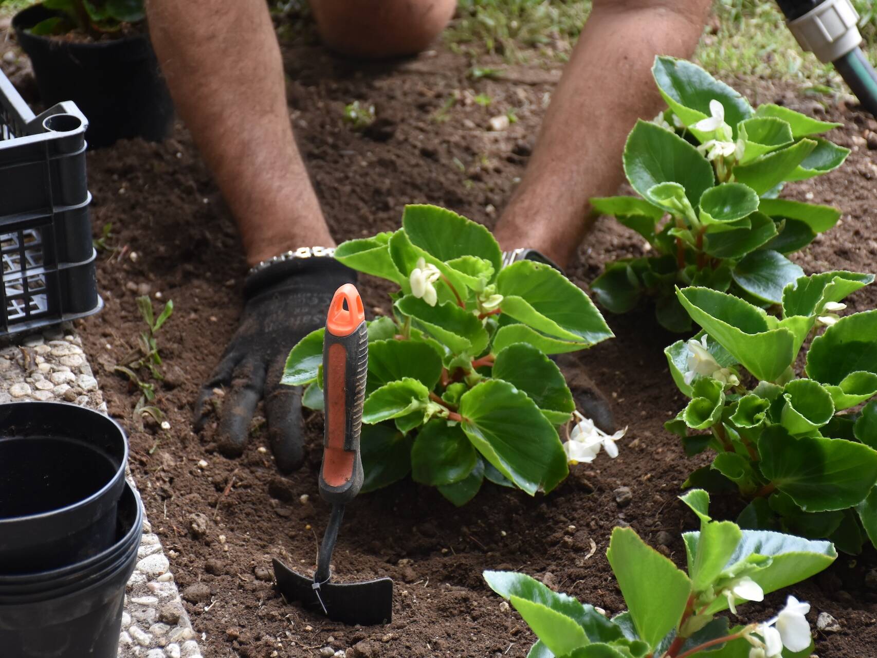 EvolveGarden_Giardinaggio
